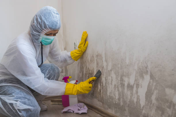 Best Mold Removal and Inspection  in Leisure Knoll, NJ