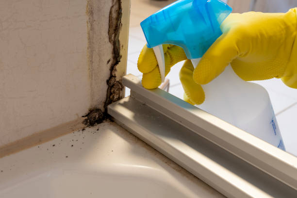 Best Black Mold Removal  in Leisure Knoll, NJ