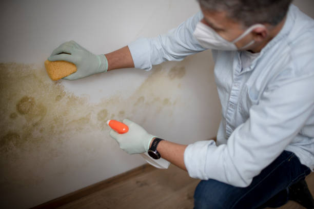 Best Same-Day Mold Removal  in Leisure Knoll, NJ