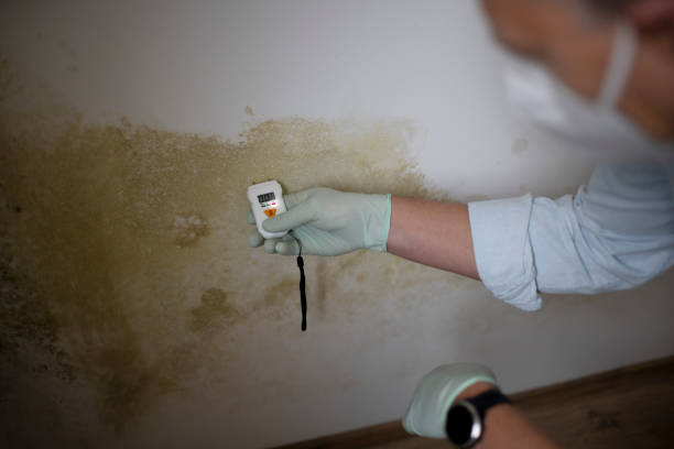 Best Affordable Mold Removal  in Leisure Knoll, NJ