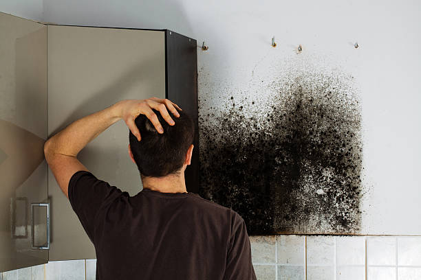 Best Home Mold Removal  in Leisure Knoll, NJ