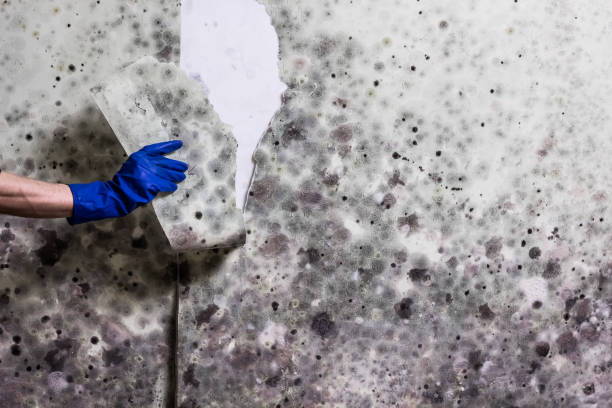 Best Best Mold Removal Companies  in Leisure Knoll, NJ