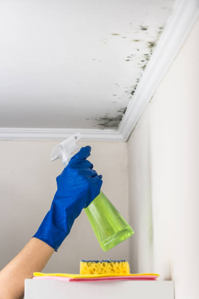 Best Black Mold Removal  in Leisure Knoll, NJ