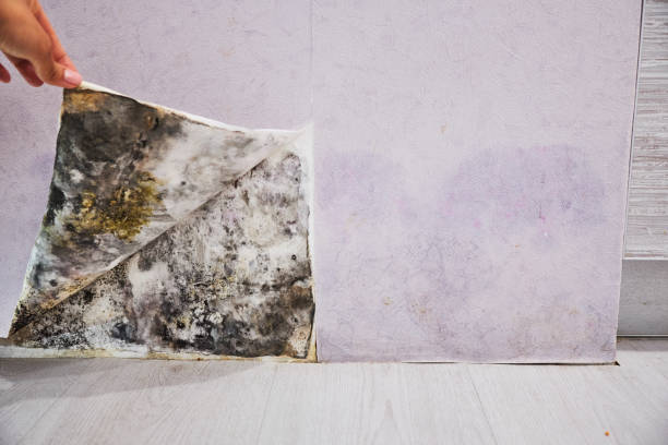 Best Emergency Mold Removal  in Leisure Knoll, NJ